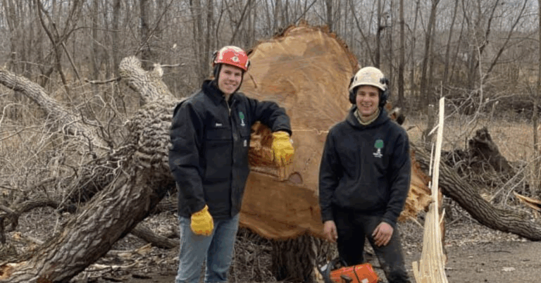 Safe and Professional Tree Removal Services: What You Need to Know