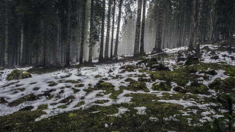 How Do I Complete 99Exch Mobile Verification Successfully?