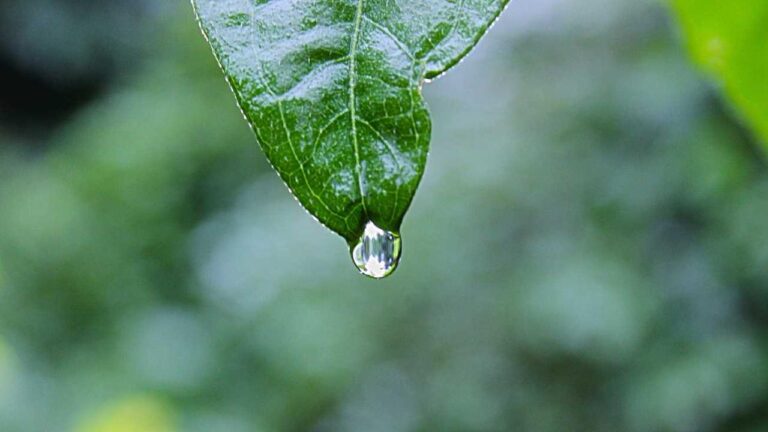 How To Play Cricbet99 In The Kannada Language?